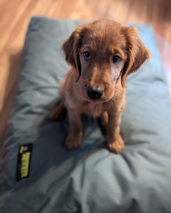 *Recycled Foam* Dog Bed